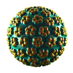 Papillomavirus