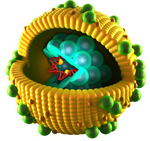 virus hépatite C